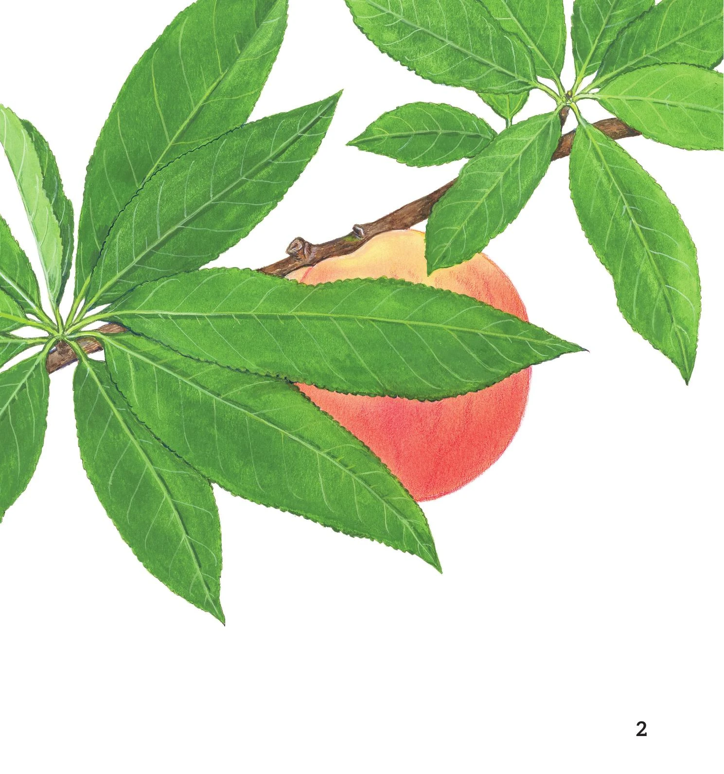 Ú òa - Quả gì đây? – Image 4