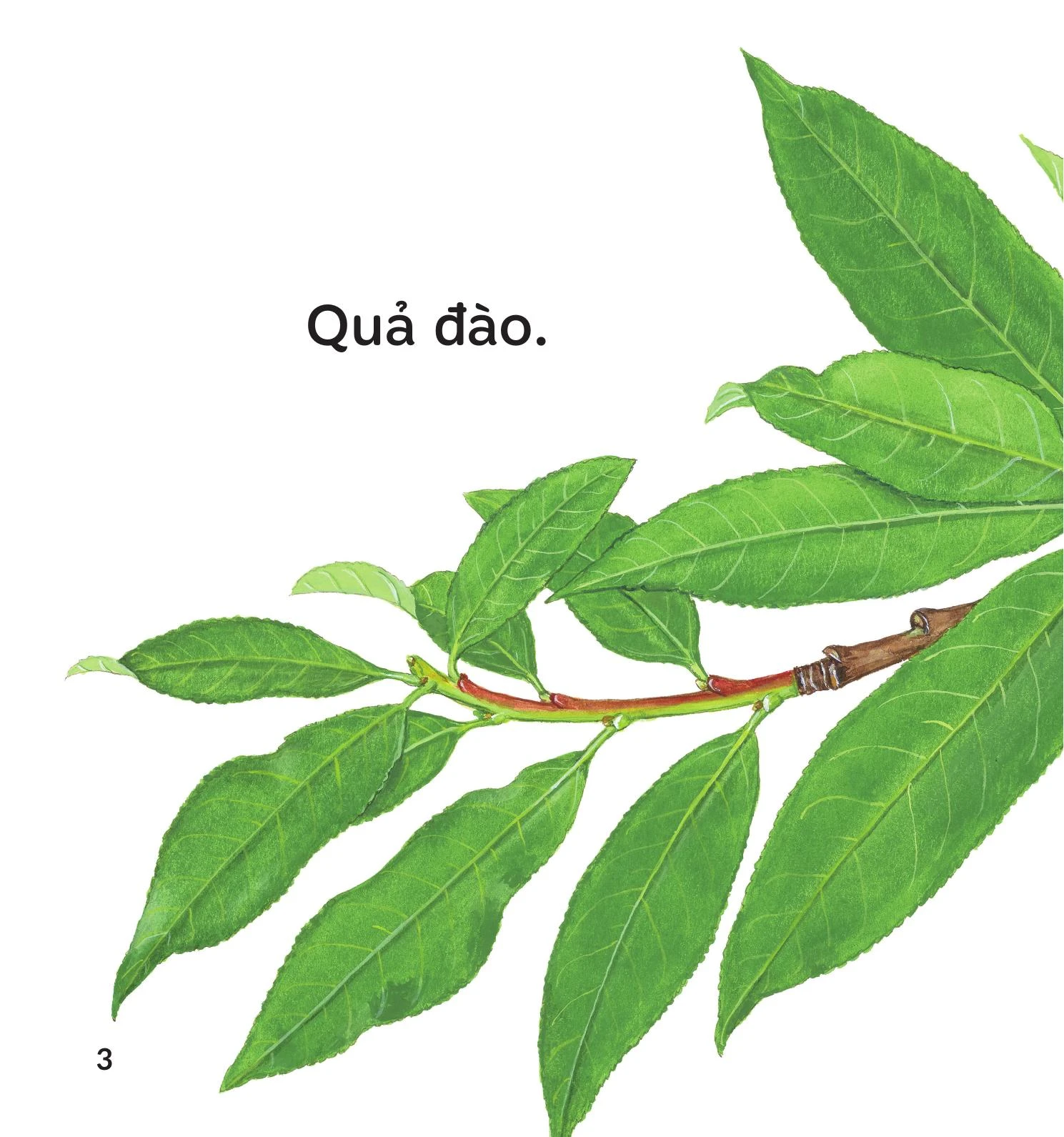 Ú òa - Quả gì đây? – Image 3