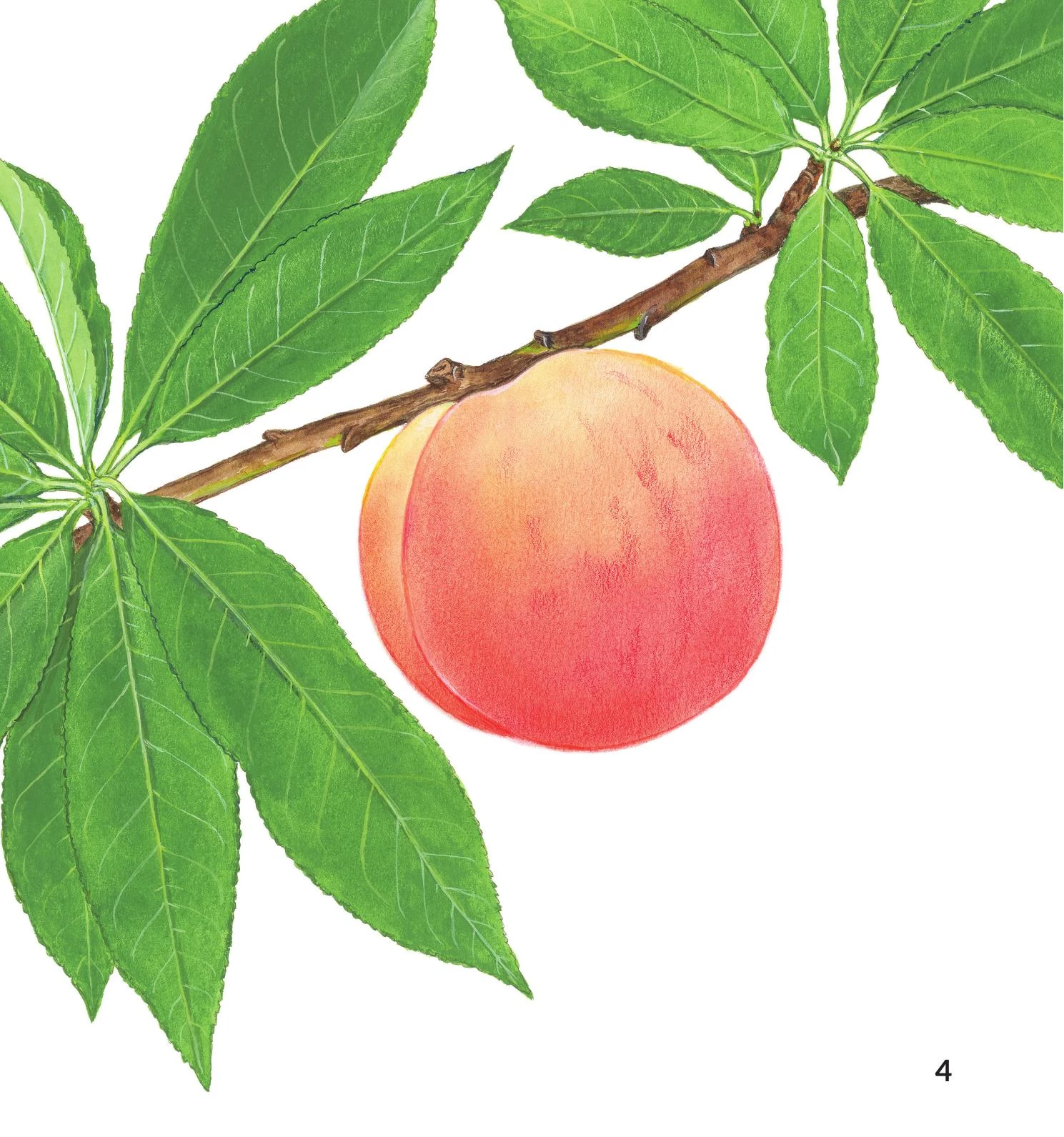 Ú òa - Quả gì đây? – Image 2